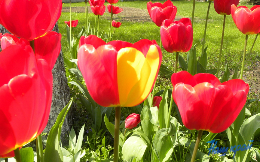 Тюльпан с рисунком сердца вырос у жительницы Брестской области