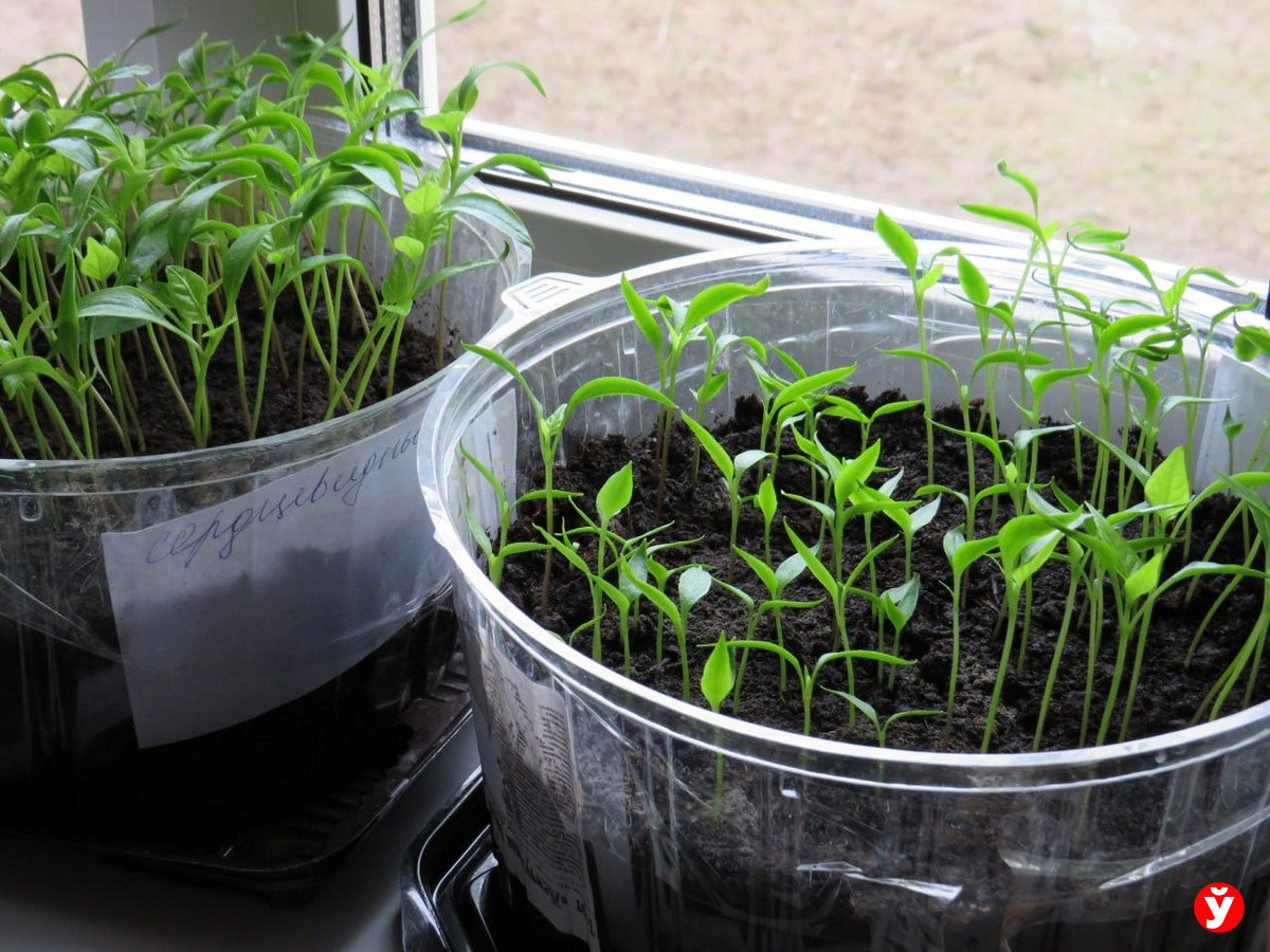 Закатки, рассада и 28 уток. Как вернуться в деревню, прожив сорок лет в Минске