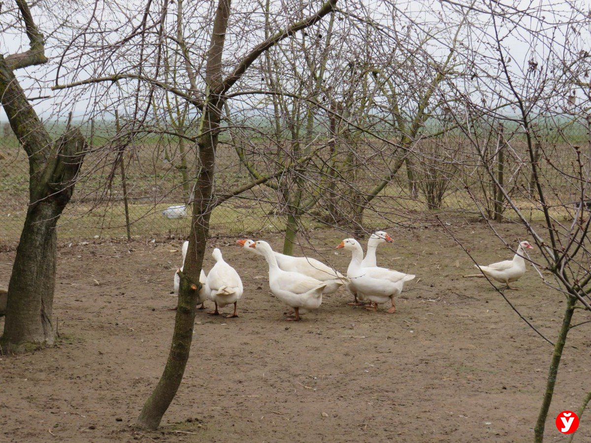 Закатки, рассада и 28 уток. Как вернуться в деревню, прожив сорок лет в Минске