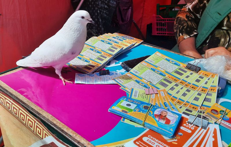 Голубь удачи обитает на Центральном рынке Бреста