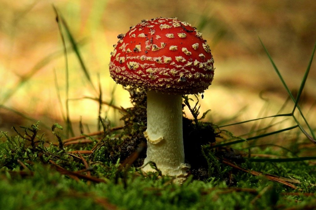 Новый вид «удовольствия»: белорус отравился сушеными мухоморами