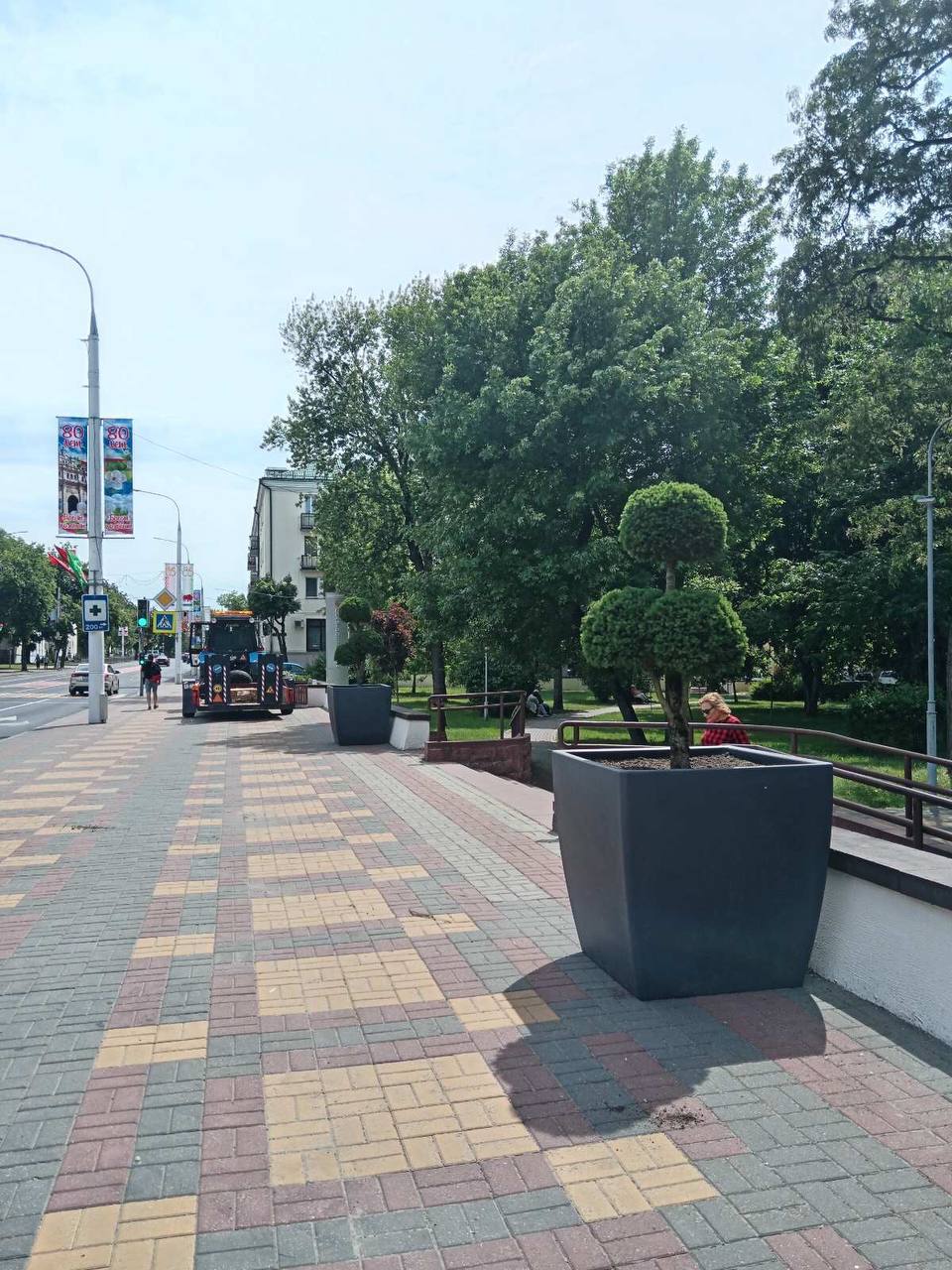 В Бресте установлены новые модули с растениями топиарных форм: ель канадская и туя западная