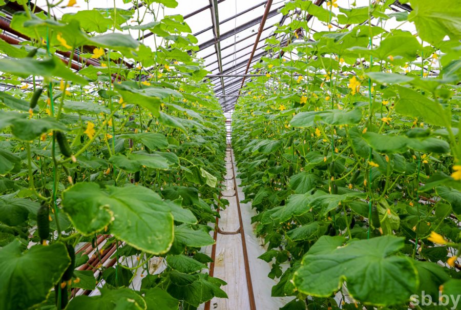 Более 76 миллионов долларов планируется вложить в новый тепличный комбинат под Брестом