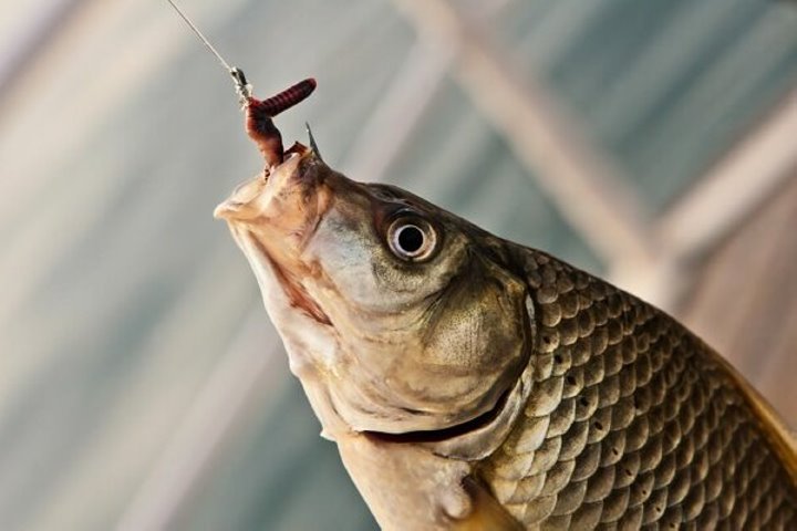 В Беларуси браконьеры нарыбачили на 85 000 рублей и уголовное дело