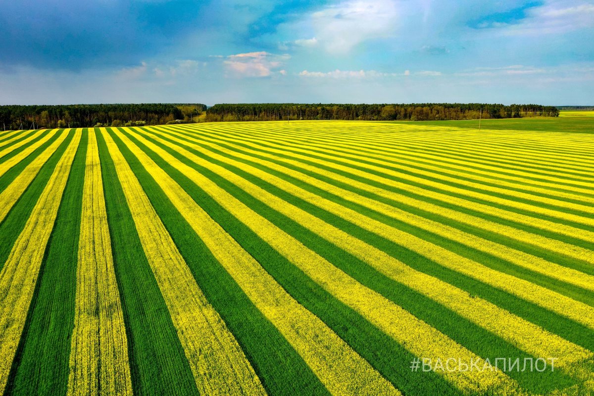Могут ли наказать за фотосессию в рапсовом поле?