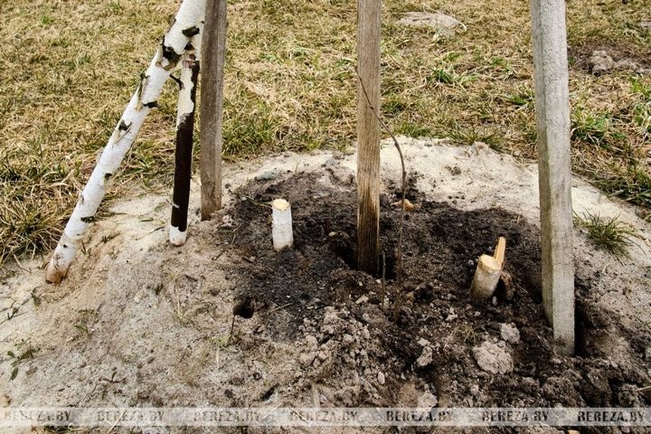 Вандалы уничтожили деревья в Берёзе (Брестская область)