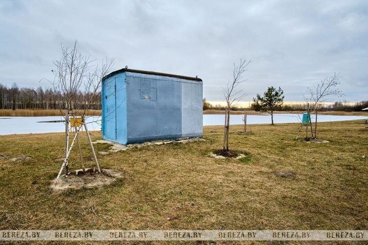 Вандалы уничтожили деревья в Берёзе (Брестская область)