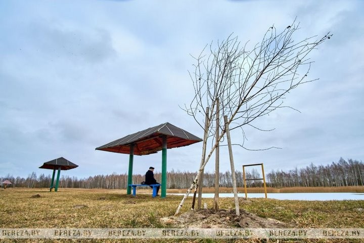 Вандалы уничтожили деревья в Берёзе (Брестская область)