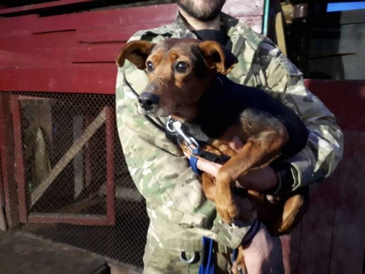 Около 20 пуль в теле: Под Гродно нашли раненную собаку, теперь ищут ее обидчика