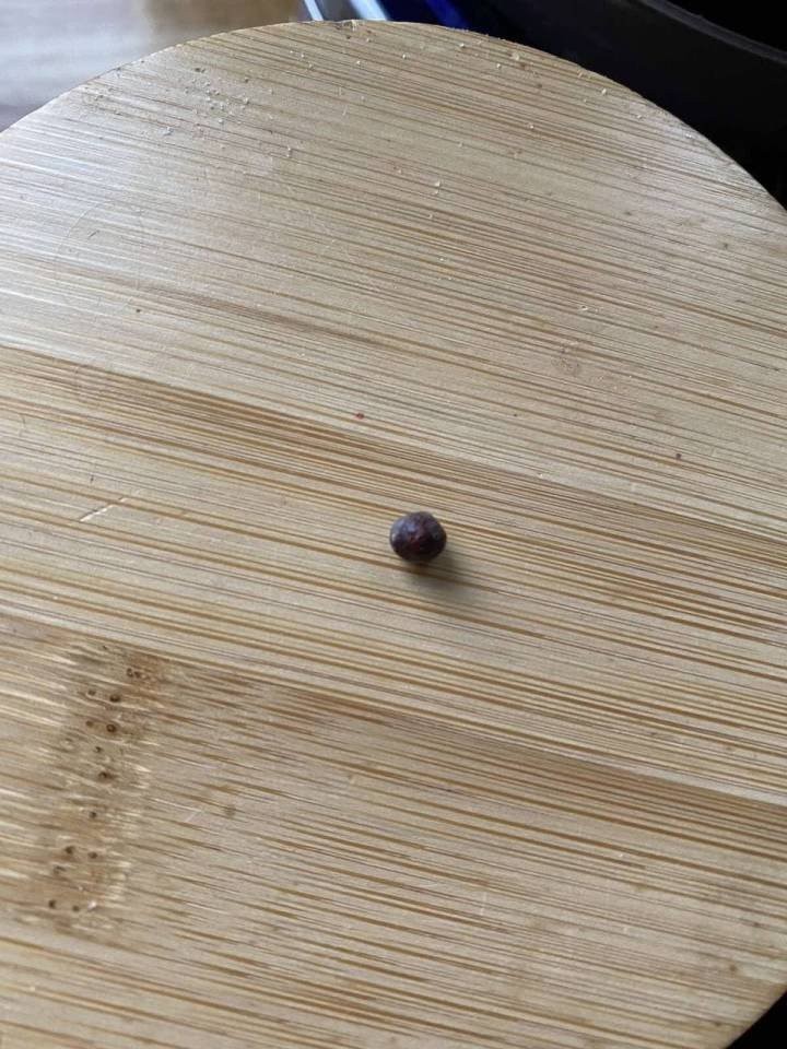 Около 20 пуль в теле: Под Гродно нашли раненную собаку, теперь ищут ее обидчика