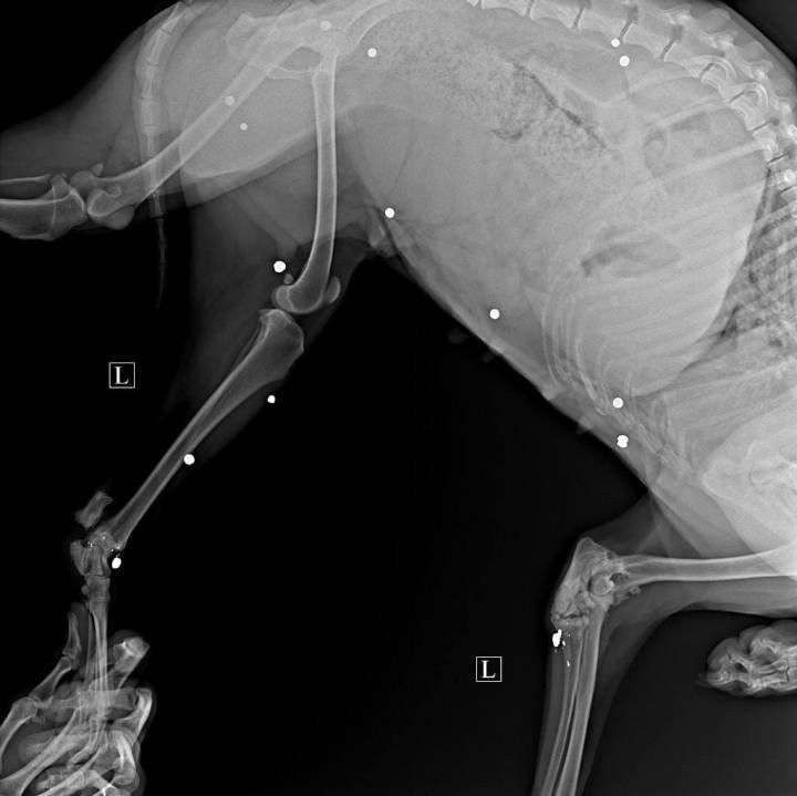 Около 20 пуль в теле: Под Гродно нашли раненную собаку, теперь ищут ее обидчика