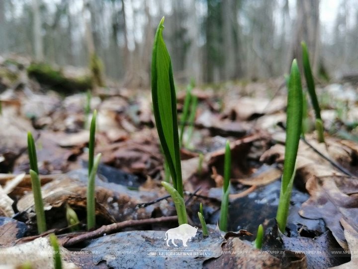 Первоцветам заморозки не страшны: в Беловежской пуще в марте температура опускалась до -12°С