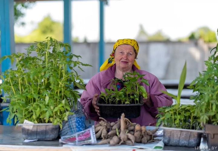 Как продавать рассаду и саженцы, не нарушая закон?