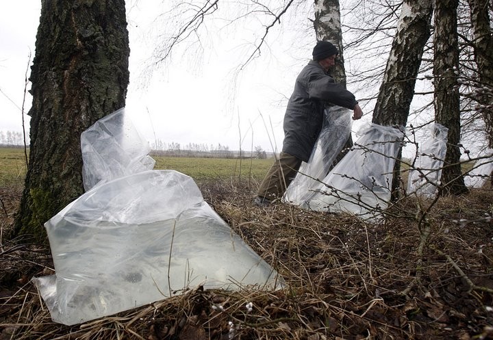 В Брестской области начали заготавливать берёзовый сок. Узнали, сколько будет стоить