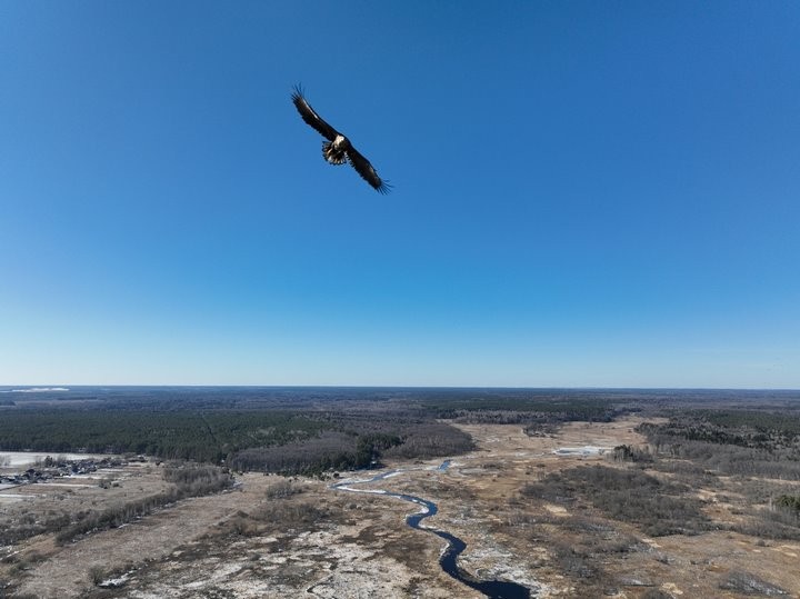 Редких орланов заснял беспилотник в Брестской области