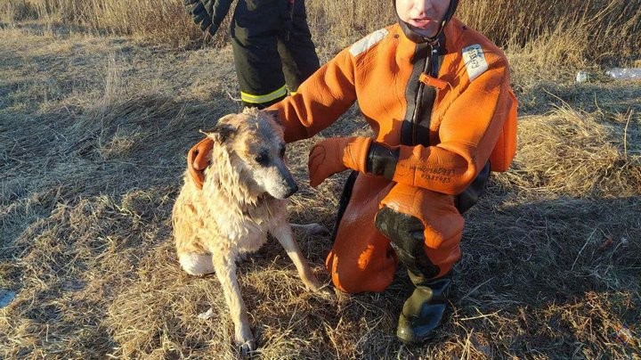 Спасатели вытащили собаку из водоема