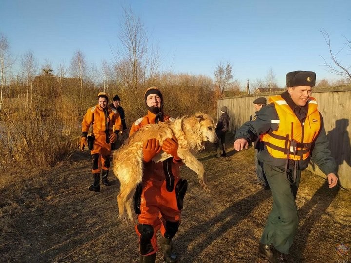 Спасатели вытащили собаку из водоема