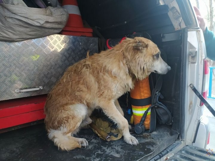 Спасатели вытащили собаку из водоема
