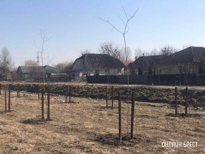 Новые деревья высадили на Свято-Афанасьевской в Бресте