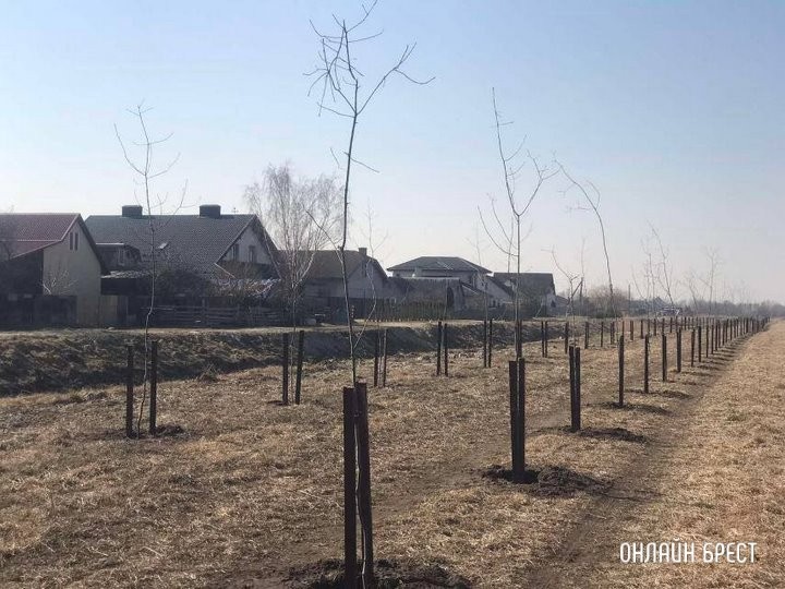 Новые деревья высадили на Свято-Афанасьевской в Бресте