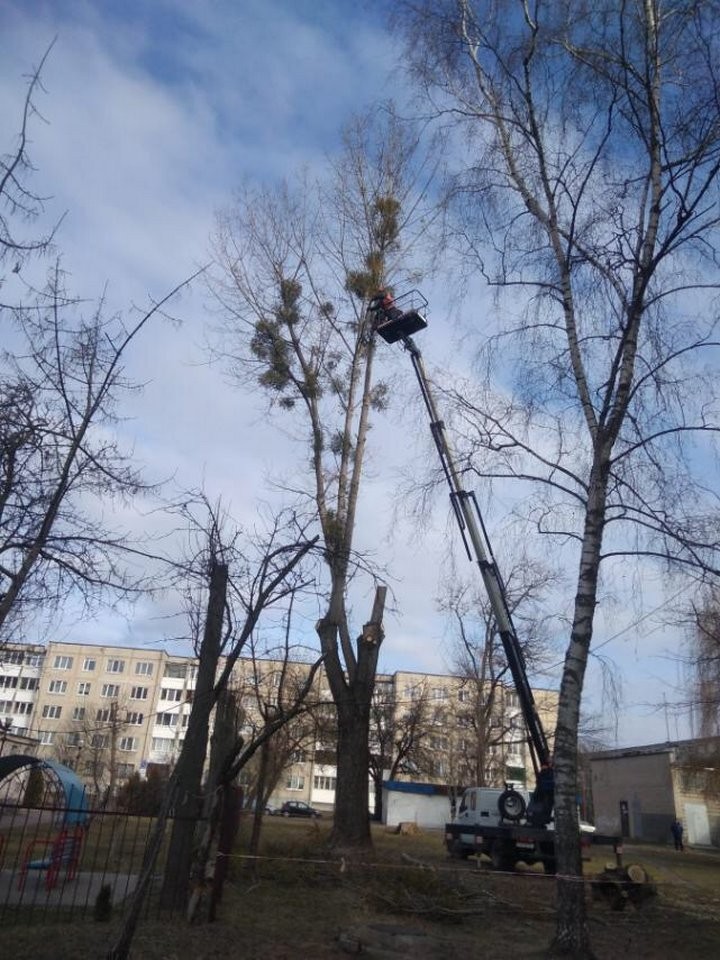 В Бресте продолжается работа по удалению аварийных деревьев и обрезке веток