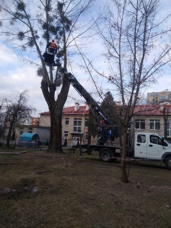В Бресте продолжается работа по удалению аварийных деревьев и обрезке веток