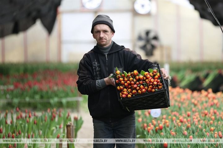 Семья Ивановских фермеров вырастила к 8 марта 700 тысяч тюльпанов