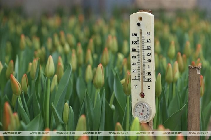 Семья Ивановских фермеров вырастила к 8 марта 700 тысяч тюльпанов