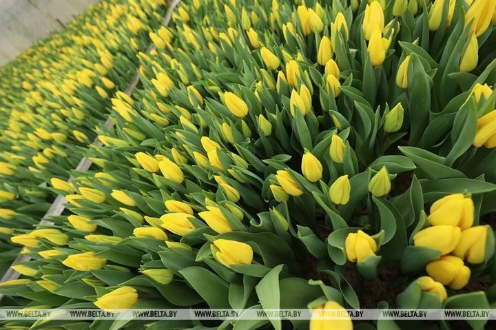 Семья Ивановских фермеров вырастила к 8 марта 700 тысяч тюльпанов