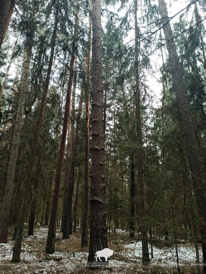 В Беловежской пуще встречаются сосны с необычной формой коры