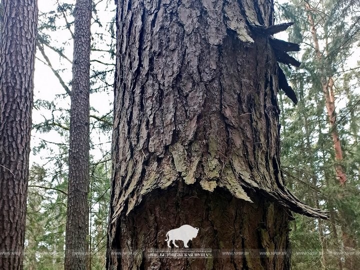 В Беловежской пуще встречаются сосны с необычной формой коры
