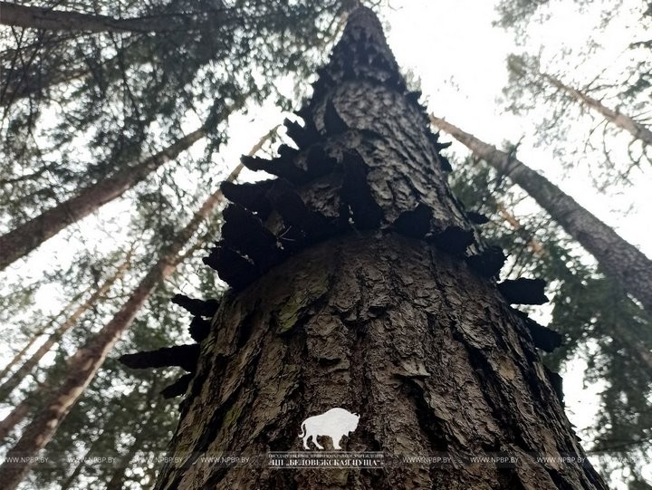В Беловежской пуще встречаются сосны с необычной формой коры