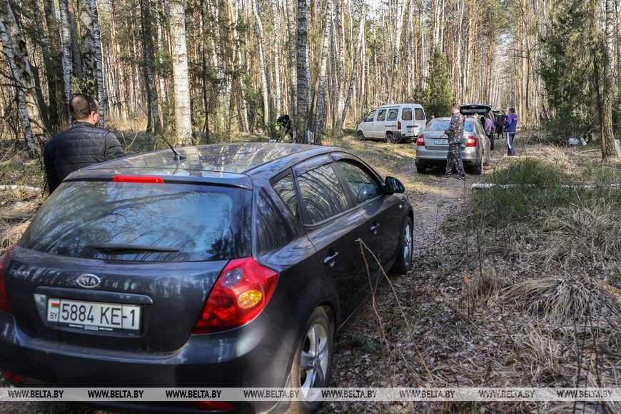 Природный напиток для здоровья: лесхозы Брестской области начали продавать березовый сок