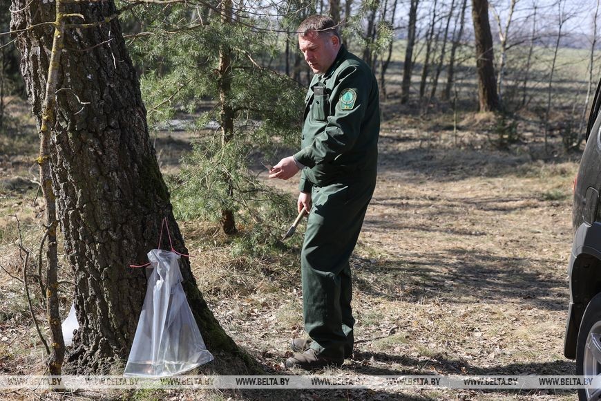 Природный напиток для здоровья: лесхозы Брестской области начали продавать березовый сок