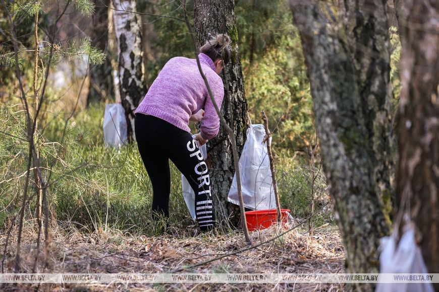 Природный напиток для здоровья: лесхозы Брестской области начали продавать березовый сок