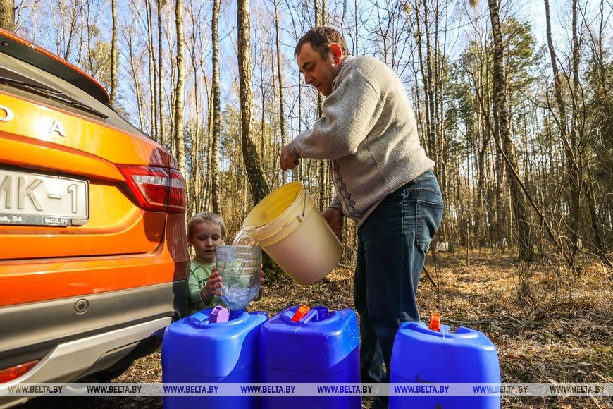 Природный напиток для здоровья: лесхозы Брестской области начали продавать березовый сок