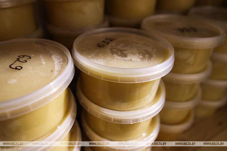 Природный напиток для здоровья: лесхозы Брестской области начали продавать березовый сок