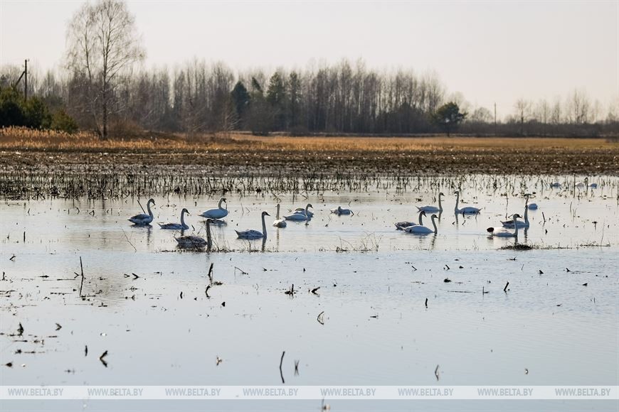 Птицы на реке Ясельде в Брестской области