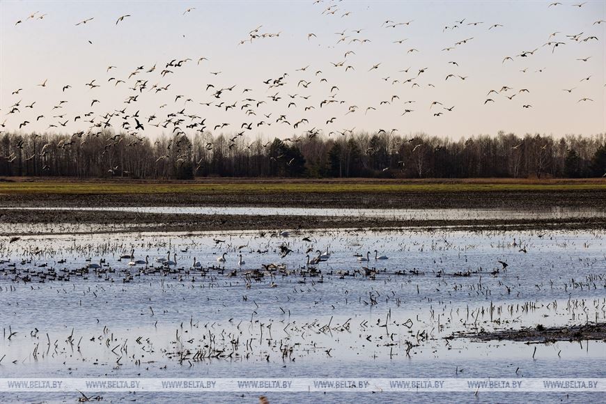 Птицы на реке Ясельде в Брестской области