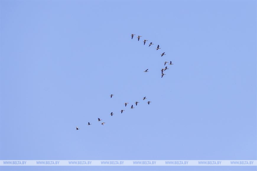 Птицы на реке Ясельде в Брестской области