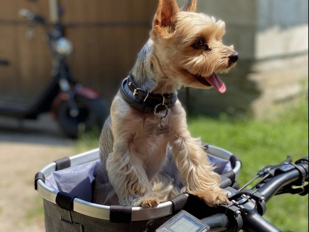 Прокат электросамокатов, электробайков, электровелосипедов в Беловежской пуще для всей семьи. Старт сезона – с 1 апреля