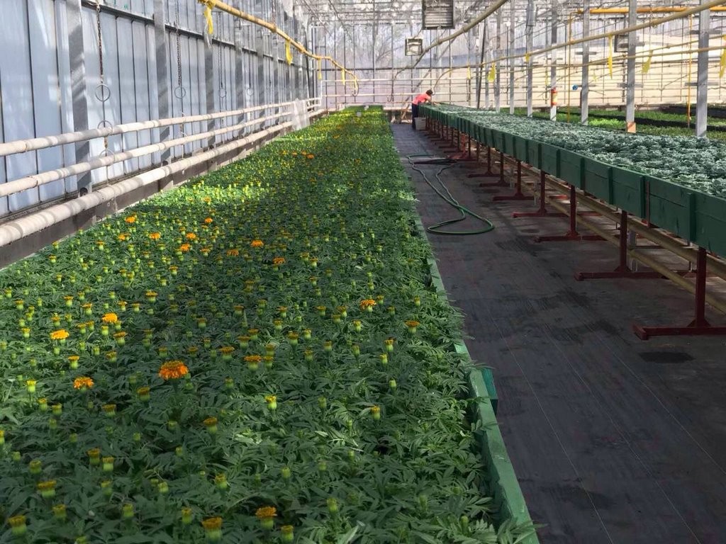 Цветы в Бресте