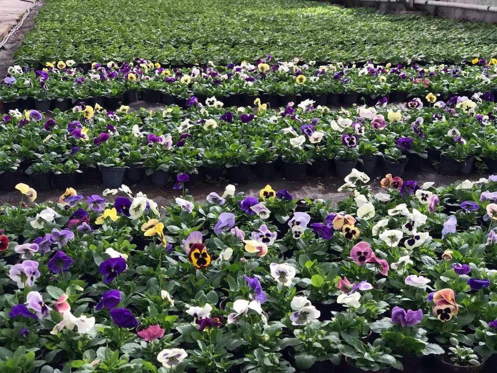 Цветы в Бресте