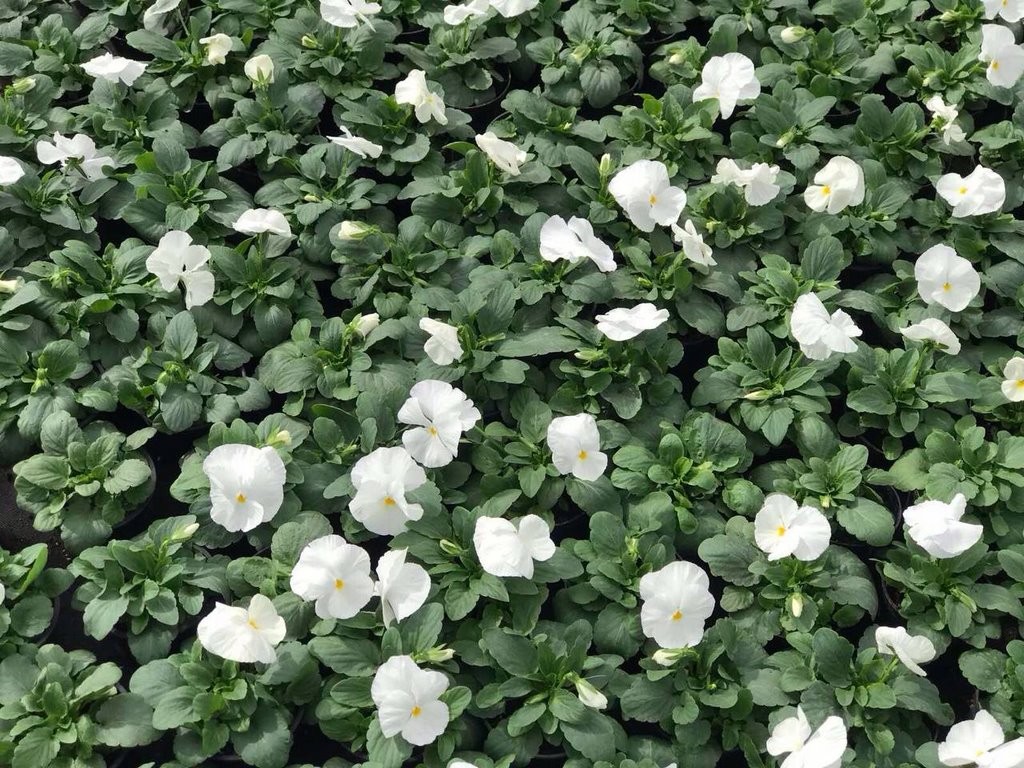 Цветы в Бресте