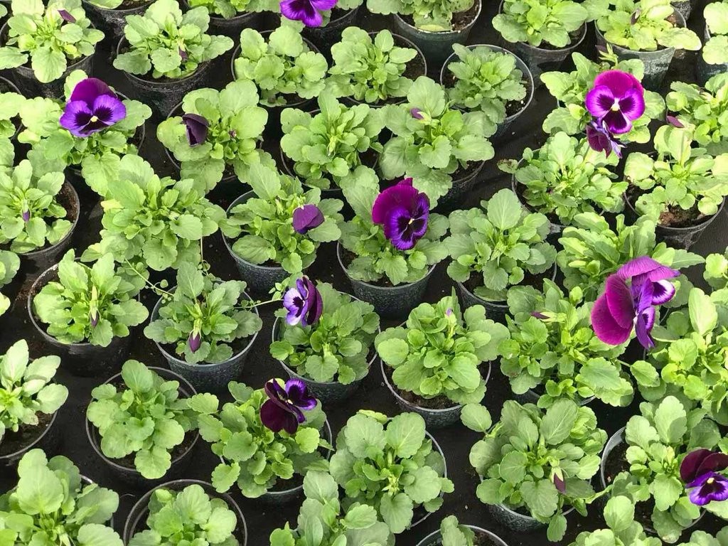 Цветы в Бресте