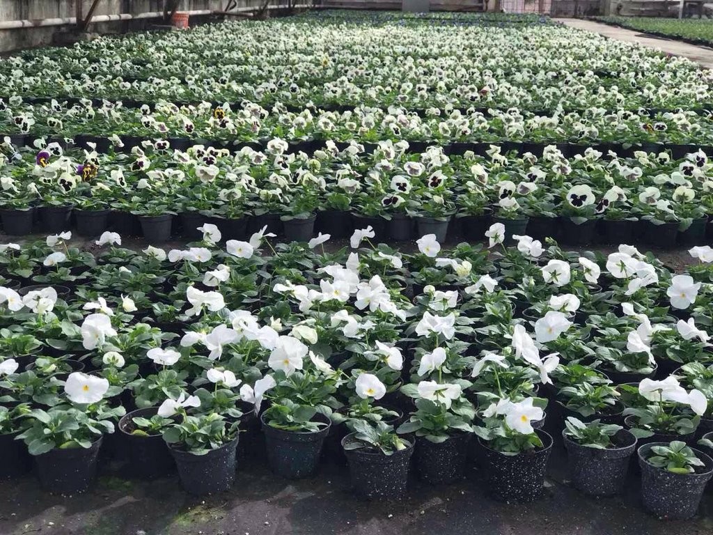 Цветы в Бресте