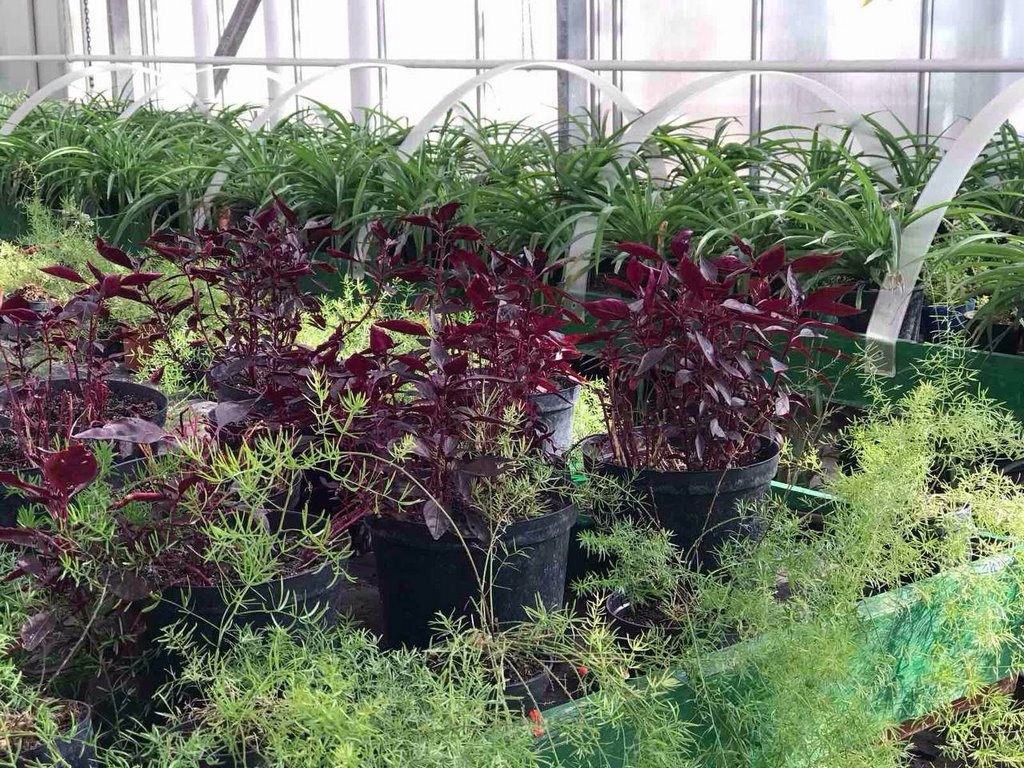 Цветы в Бресте