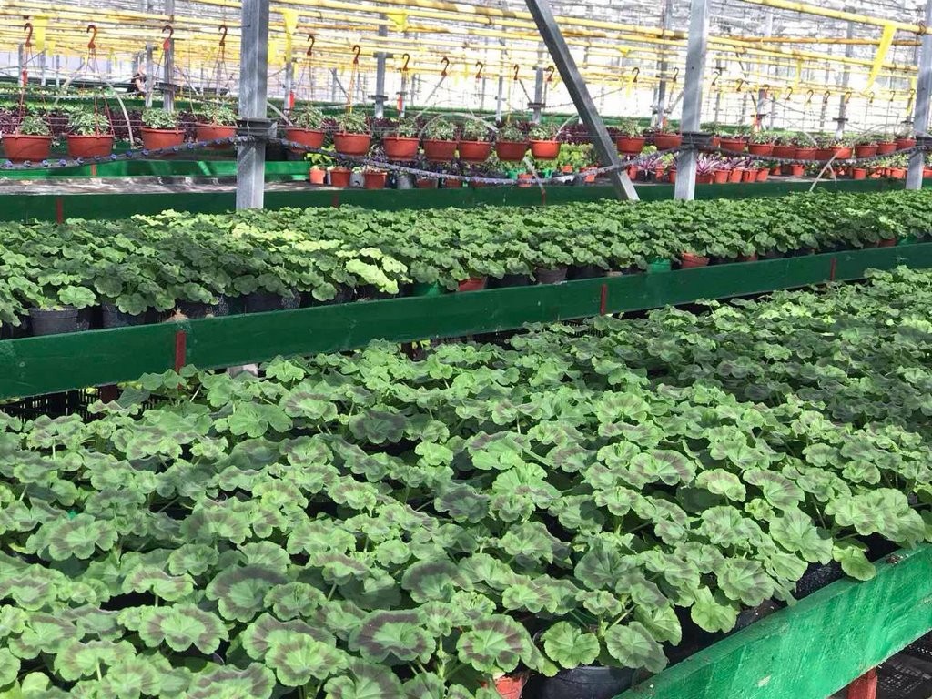 Цветы в Бресте