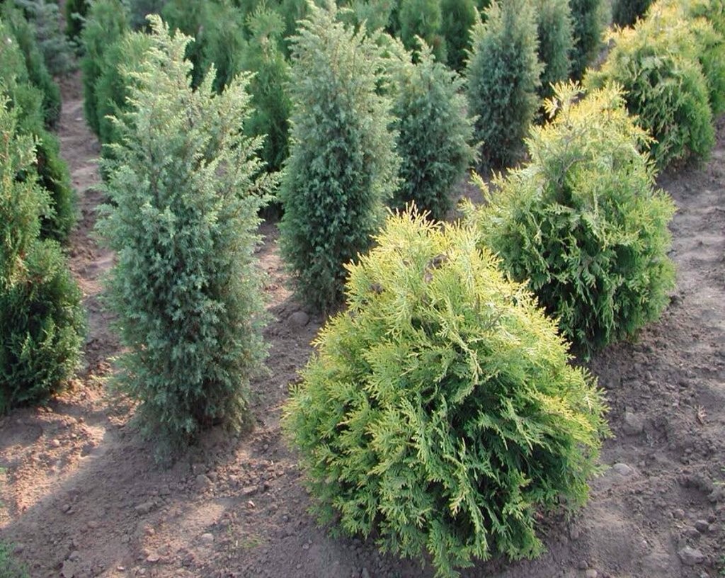 Цветы в Бресте