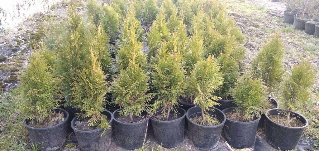 Цветы в Бресте